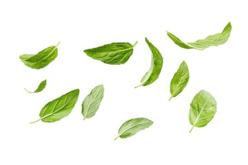 Obraz premium Fresh green mint leaves arrangement on white background