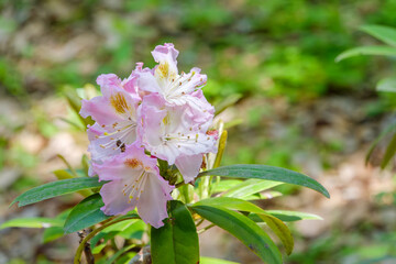 林床に咲く淡桃色のシャクナゲの花