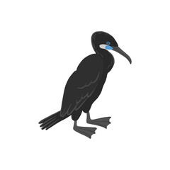vector drawing bird, Brandt's cormorant, hand drawn Urile penicillatus, isolated nature design element