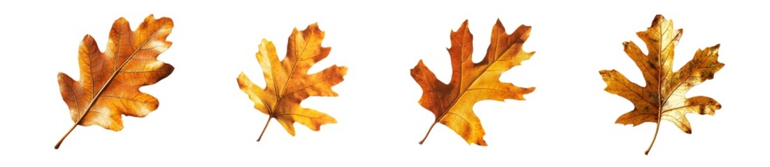 Obraz premium set of Autumnal leaves design in a decorative arrangement. isolated on transparent background
