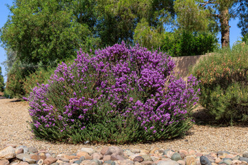 Blooming Leucophyllum frutescens also known as Texas Sage or Texas Rangers Shrub in spring time in...