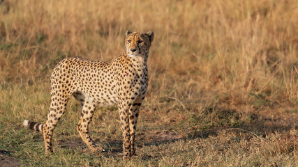 Predator Hunting!