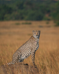 Surveying her territory!