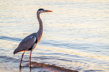 A heron hunting in the sea. Grey heron on the hunt
