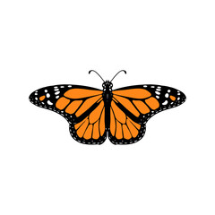 vector drawing monarch butterfly, Danaus plexippus, insect isolated at white background, natural element, hand drawn illustration