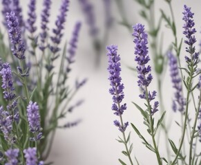 Naklejka premium Close-up of lavender sprigs, soft purple on stark white , photography, bloom