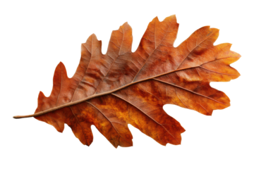 Close-up of a detailed autumn oak leaf on black background, cut out