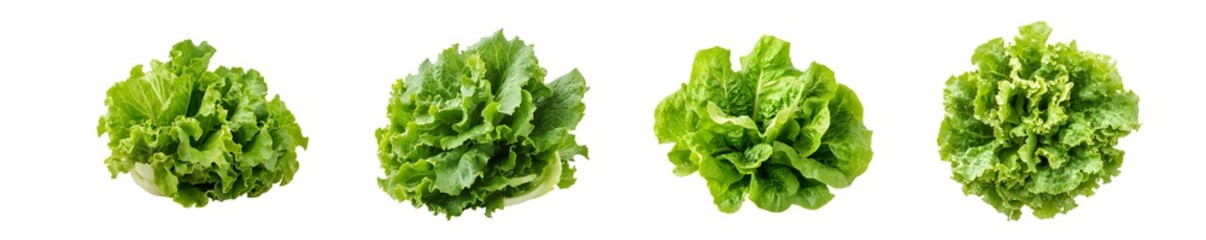 set of Close-up view of three vibrant green heads of lettuce. isolated on transparent background