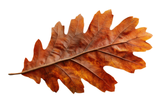 Close-up of a detailed autumn oak leaf on black background, cut out