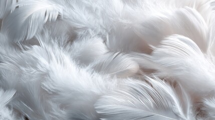 White Feathers: A Soft and Serene Texture