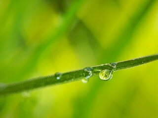 dew drops that stick to the green stems of plants.