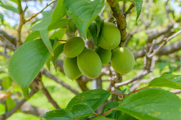 初夏の梅の若い実