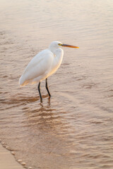 Great egret (Ardea alba), a medium-sized white heron fishing on the sea beach