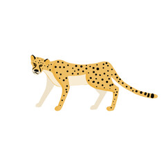 vector drawing cheetah, animal isolated at white background