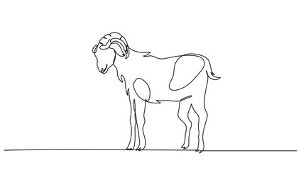 Continuous Line Art of Goat with Horn Isolated. Vector Minimalist Illustration for Business, Farming, and Eid al-Adha
