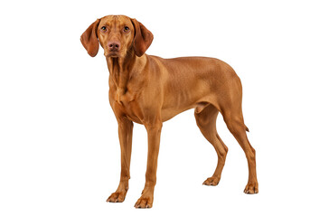Studio Shot of an Adult Vizsla Dog Isolated on Transparent Background