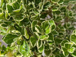 Vibrant green and cream variegated euonymus shrub leaves