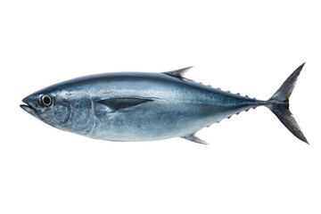 Bluefin tuna side view illustration with silver scales and streamlined body, cut out