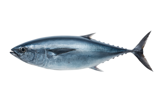 Bluefin tuna side view illustration with silver scales and streamlined body, cut out