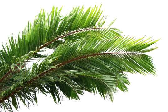 Vibrant green palm leaves on black background highlighting tropical elegance, cut out