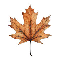 Obraz premium Autumn Leaf Collection Artwork - 65