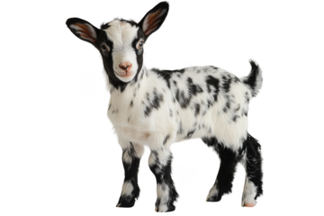 Adorable goat kid playing in a farm environment captured close-up cute animal imagery nature setting vibrant and playful concept