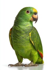 Yellow-Crowned Amazon Parrot Portrait. Green Parrot Isolated on White Background. Exotic Pet Bird Photography.