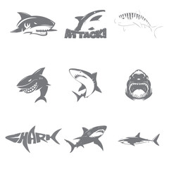 shark vector