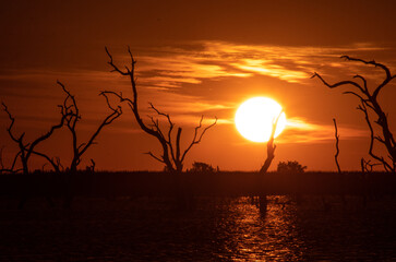 Dramatic Sunset Over Wetland with Dead Trees in Vertedero, Formosa, Argentina

