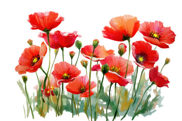 Fototapeta premium Vibrant watercolor of red poppies in bloom with green stems and leaves, cut out