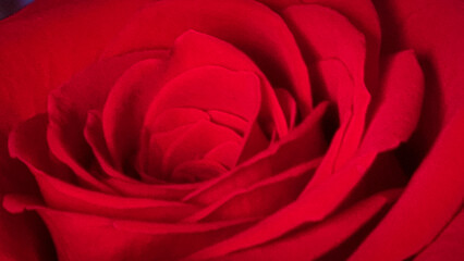 Naklejka premium rose roses red for background