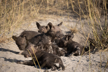 African wild dog, Lycaon pictus, walking in the water. Hunting painted dog with big ears, beautiful wild animal in habitat. Wildlife nature, Moremi, Okavanago delta, Botswana, Africa