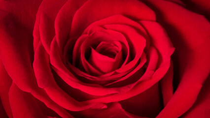 rose roses red for background