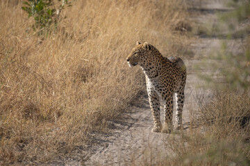 leopard looking for prey in African savanna botswana  (Panthera pardus)