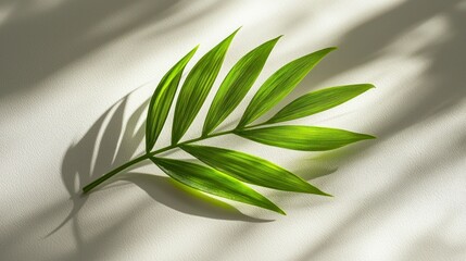 Obraz premium Bright green palm leaf casts shadow