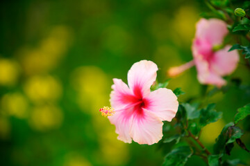 Elegant Pink Hibiscus Bloom with Soft Green Background in Nature