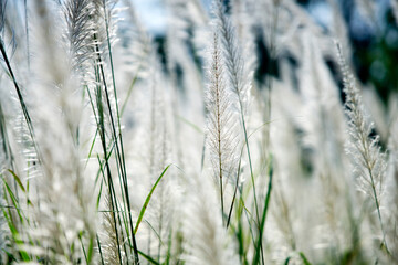 Fototapeta premium Soft White Pampas Grass in Sunlight with Blurred Background