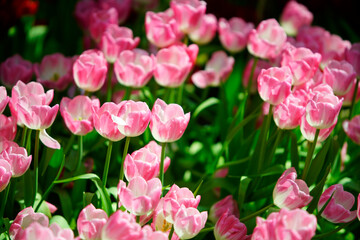 Fototapeta premium Pink Tulips Blooming in Colorful Flower Garden Under Bright Sunlight