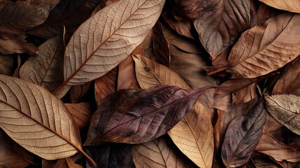 Dry Brown Leaves Texture : Suitable for Be Used as Background and Content in Any Project (Print, Graphic Design, Blog Posts, Social Media Posts or Website Related to Environment Theme)