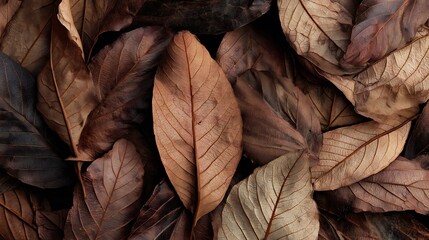 Dry Brown Leaves Texture : Suitable for Be Used as Background and Content in Any Project (Print, Graphic Design, Blog Posts, Social Media Posts or Website Related to Environment Theme)