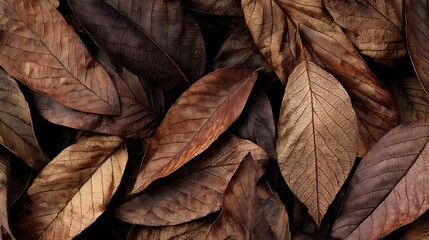 Dry Brown Leaves Texture : Suitable for Be Used as Background and Content in Any Project (Print, Graphic Design, Blog Posts, Social Media Posts or Website Related to Environment Theme)