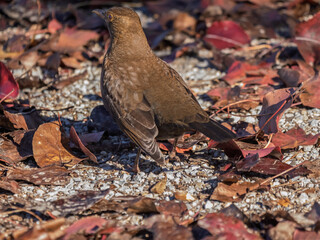 Turdus Merula Male Blackbird Alert