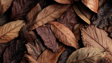 Dry Brown Leaves Texture : Suitable for Be Used as Background and Content in Any Project (Print, Graphic Design, Blog Posts, Social Media Posts or Website Related to Environment Theme)
