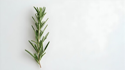 Rosemary sprig on white background