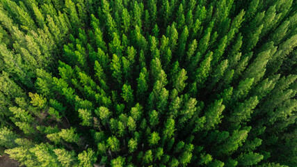 aerial view of dark green forest Abundant natural ecosystems of rainforest. Concept of nature forest preservation and reforestation	
