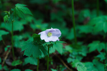 そっと咲く、小さな命の賛歌