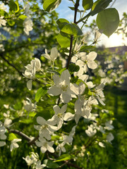 Blossoming apple tree flowers in the sun.