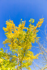 Fototapeta premium bright yellow ginkgo tree in autumn under clear blue sky