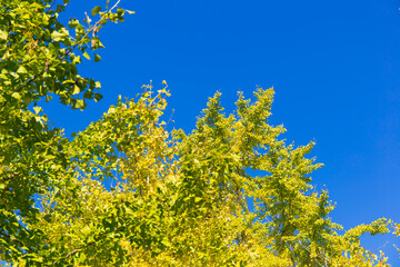 Fototapeta premium bright yellow ginkgo tree in autumn under clear blue sky
