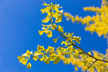 bright yellow ginkgo tree in autumn under clear blue sky